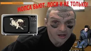 МОПСА БЬЮТ. ЛЕЩИ, ЛОСИ, ТОРТЫ И НЕ ТОЛЬКО..