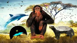КАК ЭТИ ЖИВОТНЫЕ ОБЩАЮТСЯ ДРУГ С ДРУГОМ?