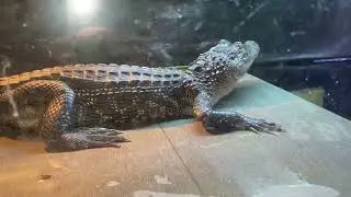 My second time going to Ballarat Wildlife Park