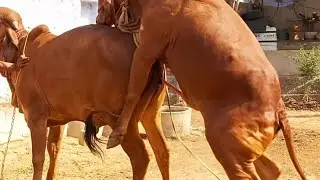 Meeting Video Gir Female Calf || 
