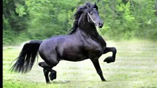 KFPS Approved Friesian Stallion ~ Wybren 464