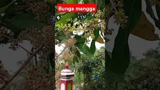 Musim bunga mangga