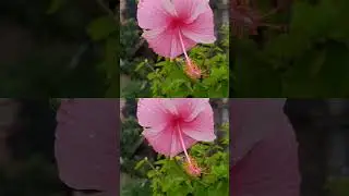 nature love #nature
