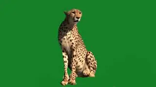 Leopard green screen video|cheetah green screen video