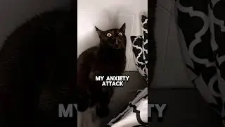 When anxiety kicks in!😤🤣 #funnyvideos #cats #funny #funnyvideos #funnycats #shorts #comedy #anxiety