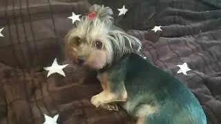 Дог Влог 🐶. Йоркширский терьер. У Роксаны шатаются зубы.  На приеме у врача.  Пришел ни тот корм.