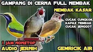 Masteran Audio Jernih Dengan Terapi Air 1 Jam || Cucak Cungkok || Kapas Tembak || Cucak Jenggot