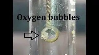 How to perform catalase test