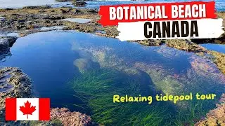 Botanical Beach, BC, Canada, Tide pool tour, Relaxing music, 4K video