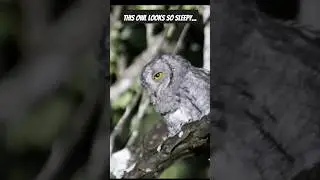 African scops owl looking super sleepy