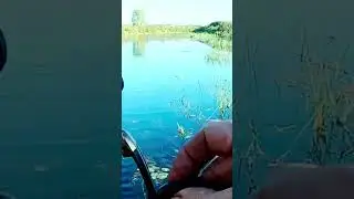 🦈 Fish is Hysterical 🎣👍