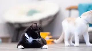 Purr, Play, Sip & De-stress at Purrfect Day Cafe