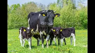 How to calculate calving date?