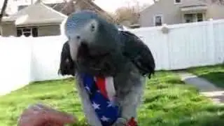 Kanicki My Timneh African Grey Outside Relaxing
