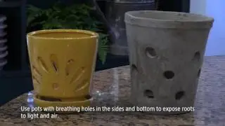 How to Care for Orchids