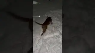 Много снега не бывает 