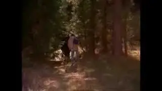 In The Woods
