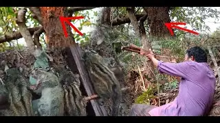 Hunting yos hav zoov tua nas ciav lom zem