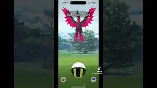 I lost another galar bird in 