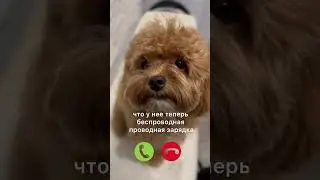 Звонок маме #дрессировка #кинолог #собака #мальтипу #песик