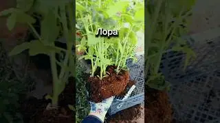 ПАВОДОК не  СМЫЛ мою Рассаду Высаживаю томаты на ПОЛЕ