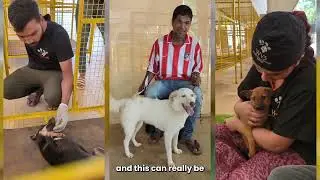 All Dogs Matter Camp 2023: 2500+ dogs spayed/neutered in Goa!