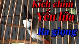 luyện giọng chào mào | chào mào hót kích chim bổi | luyện chim bổi hót sáng