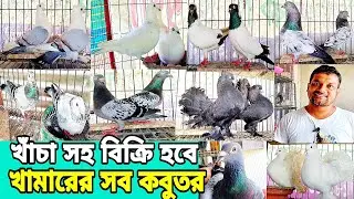 ডিম বাচ্চা সহ খামারের কবুতর বিক্রি হবে আনিস ভাইয়ার সাটিং রেসার লাক্ষা  গিরিবাজ নান কবুতর pigeonfarm