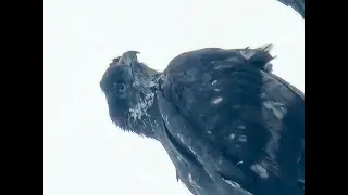 Wet Eagles