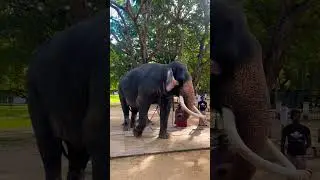Kataragama wasans #visitsrilanka #travel #elephant #tusker #kataragamawasana #kataragama #srilanka