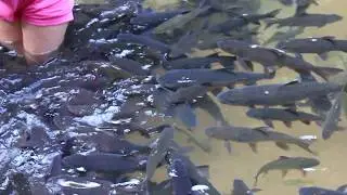 Водопад Плиу