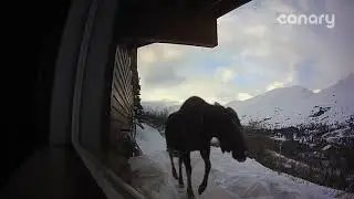 Moose at the front door