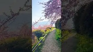 桜が咲く道を歩いたよ #shortsfeed