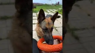 Ни минуты покоя😂 #немецкаяовчарка #собака #животные #рыжийкот #germanshepherd