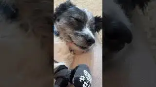 New doggo #rescue
