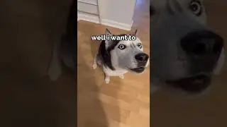 dog wants to MOVE IN WITH GRANDMA! 