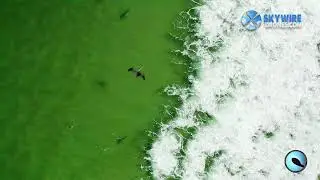 Sharky conditions in Ponce Inlet H264 compression 2160