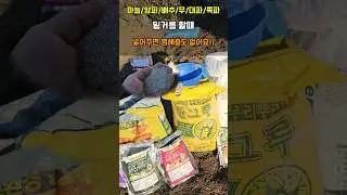 마늘 양파 배추 무 쪽파 대파 가을작물 월동작물 심기전 밑거름할때 넣어주면 병해충 없어요 #마늘밑거름