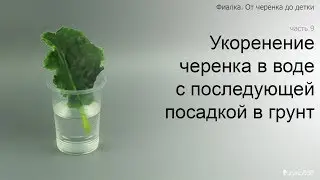 Курс 1. Часть 9. Укоренение черенка фиалки в воде с последующей посадкой в грунт.