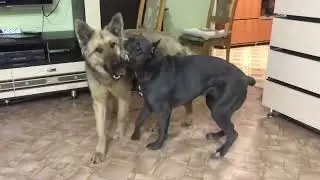 Фима, неси Сократа!