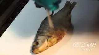 Лазерная гравировка на рыбе/Laser engraving on the fish