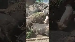 Наши свиньи. Продаю стадо оптом и в розницу VID 20240707 123659