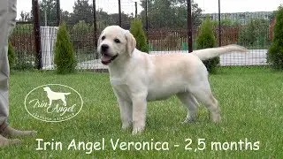 Irin Angel Veronica -  girl 2,5 months