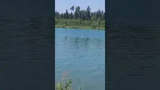 Старина Вилли на водах🧜‍♀️