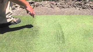 Annoying Grain on a bentgrass green