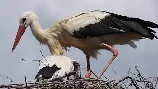 Hausputz bei Storchens
