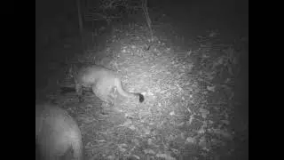 Female Puma With Her Older Kittens