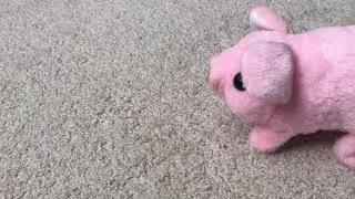 Pig walking