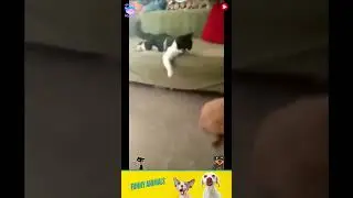 приколы с животными , смешные моменты , коты и собаки  , смех до слез #cat #dogs #animals