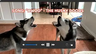 Huskies REACT to Their Own SONG!